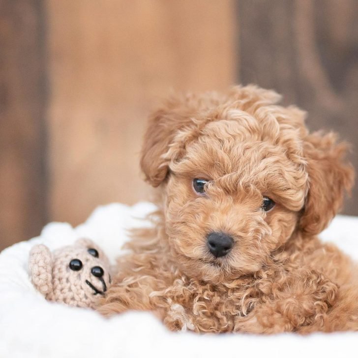 puppy with a teddy bear 728x728 1