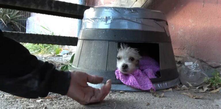 rescued-dog-lying-768x378 rescued dog lying 768x378 1