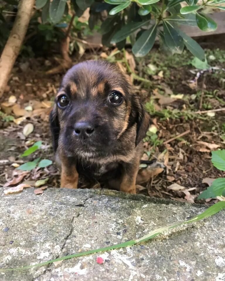 scared-puppy-768x960 scared puppy 768x960 1