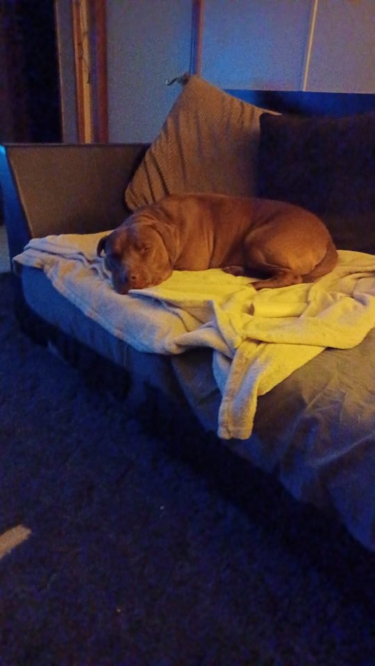 shy dog sleeping on a couch 540x960 1