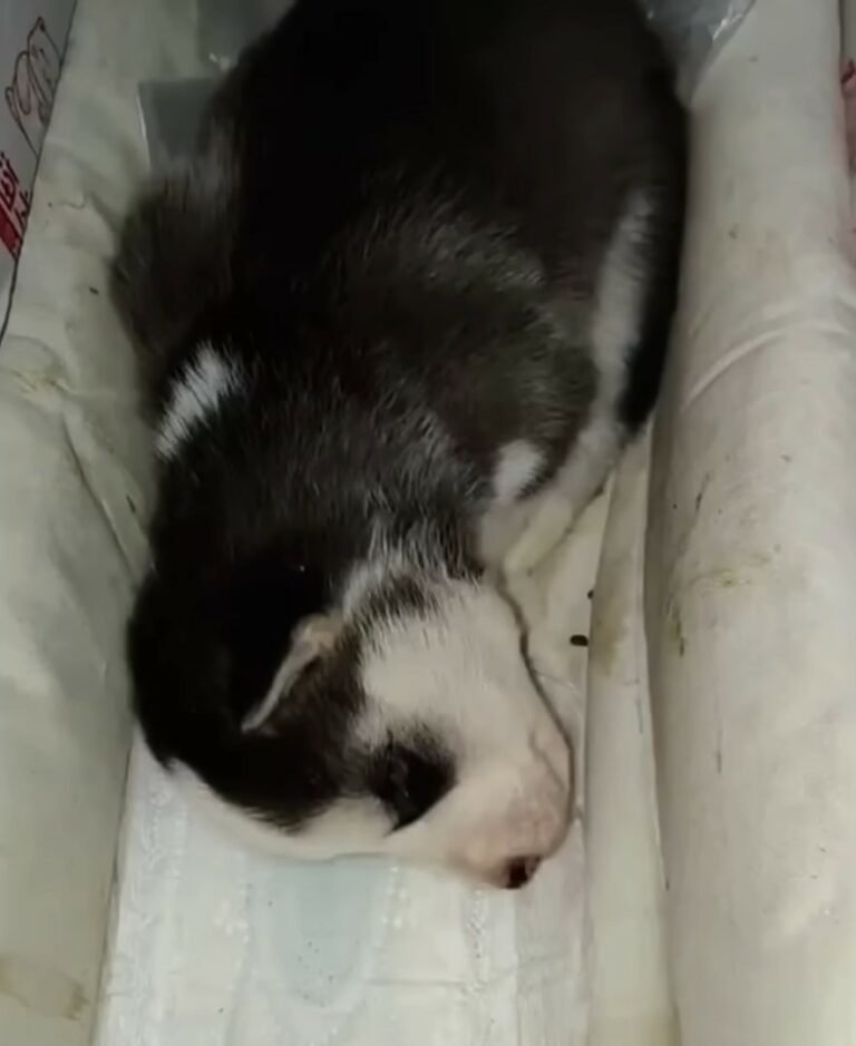 sweet abandoned puppy 768x939 1