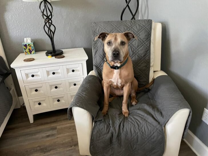 sweet dog sitting on a sofa 728x546 1