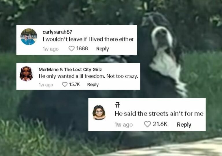 tiktok comments 2 768x538 1