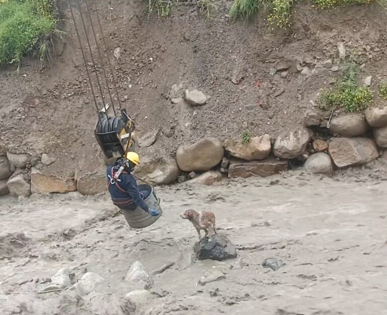 workers rescuing dog from a river 768x624 1