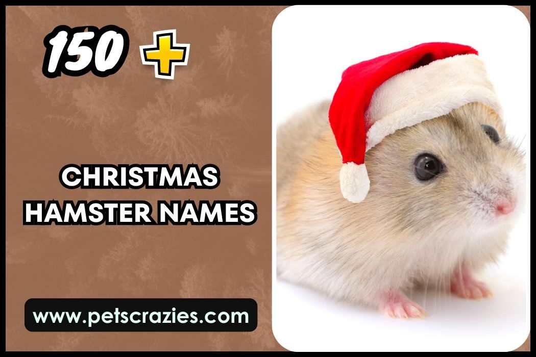 Christmas Hamster Names (Unique Picks) 1 Christmas Hamster Names