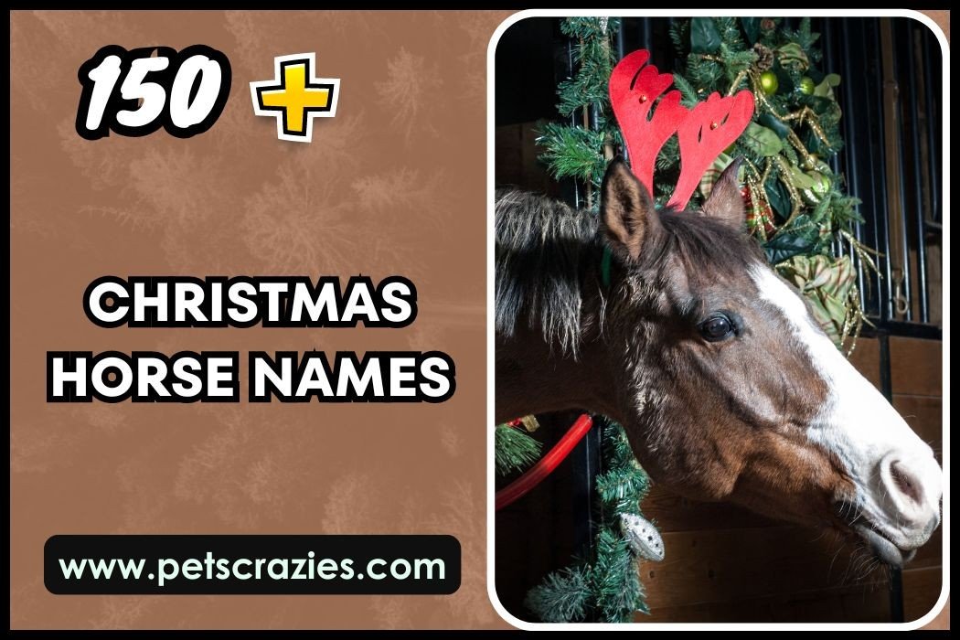 Christmas Horse Names