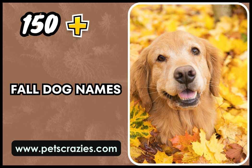 Fall Dog Names (Cozy Choices) 1 Fall Dog Names