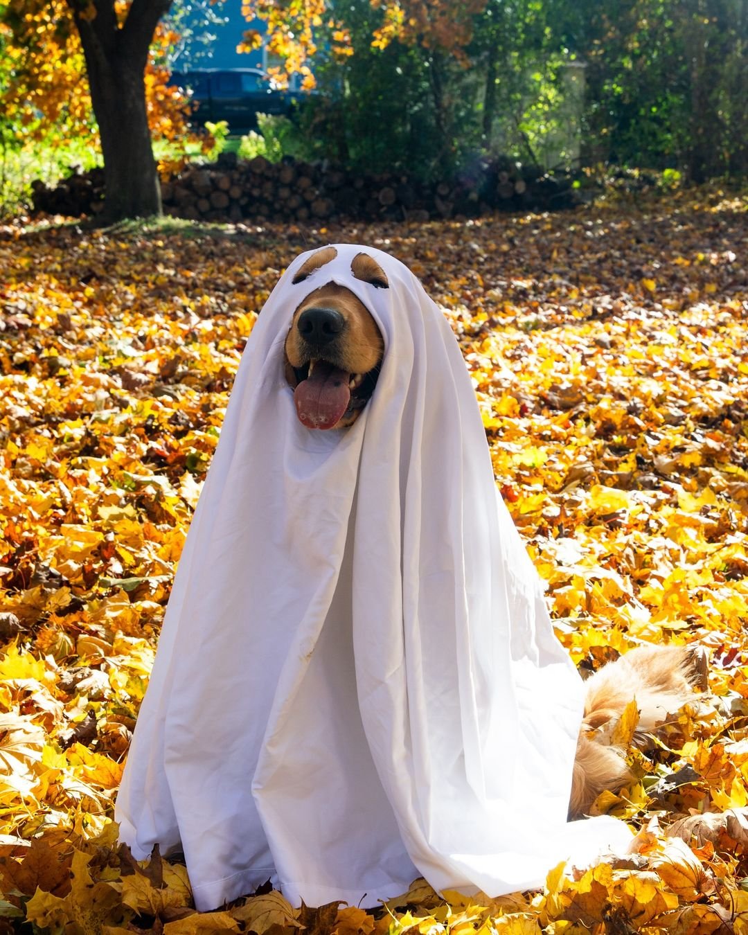 15 Dog Costume Ideas