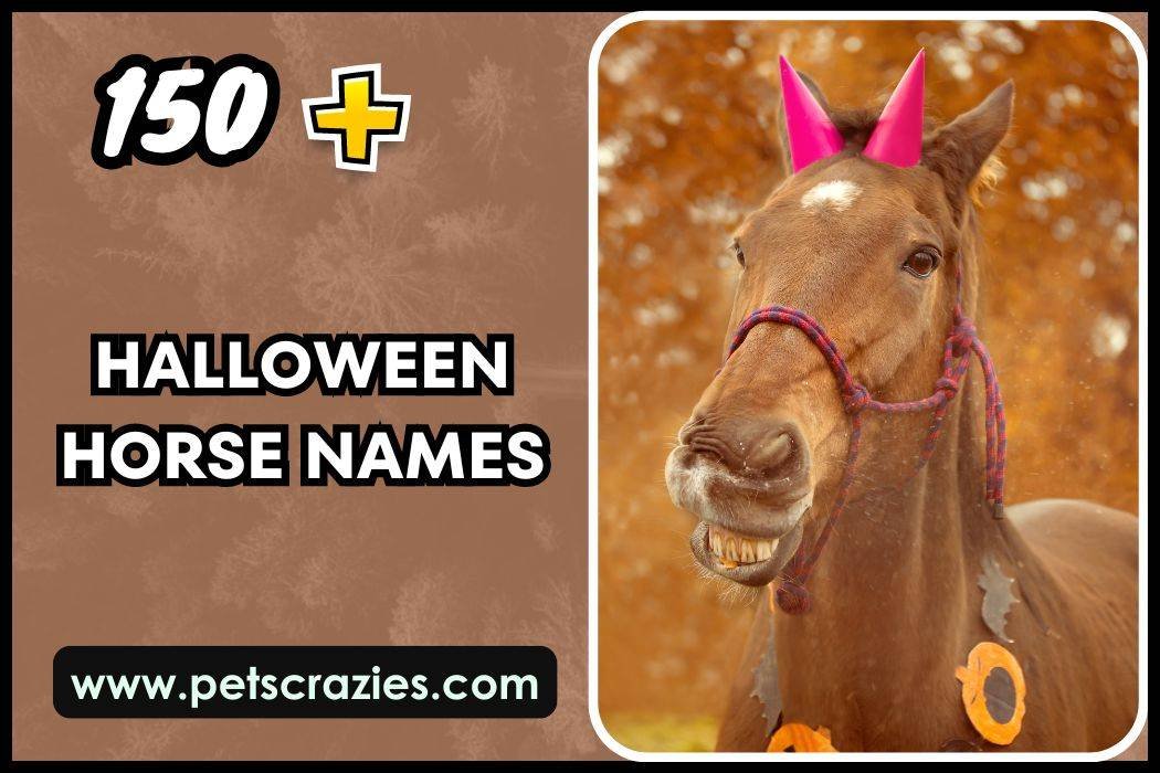 Halloween Horse Names (Spooky and Fun) 1 Halloween Horse Names
