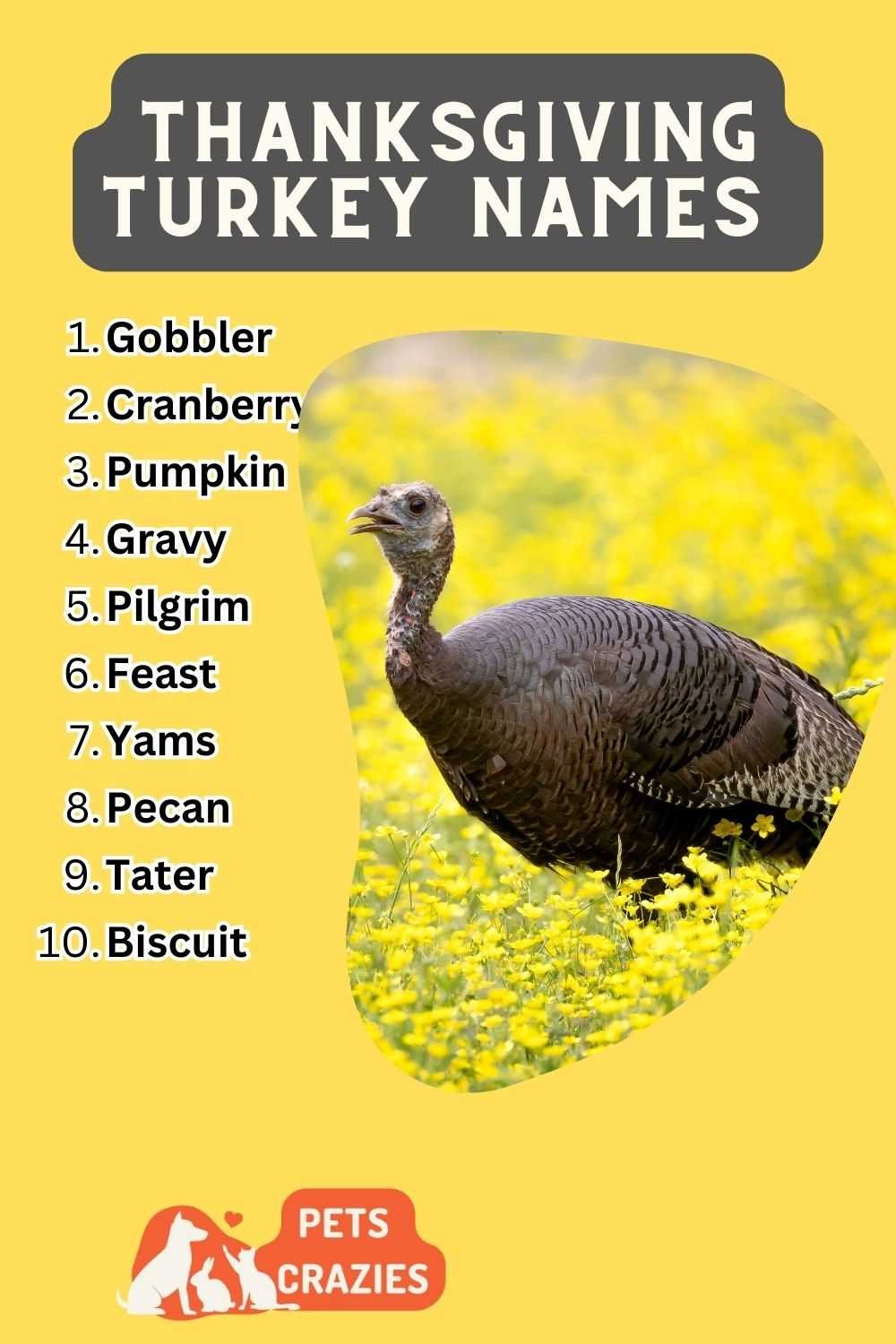 Thanksgiving Turkey Names - Make It Unique