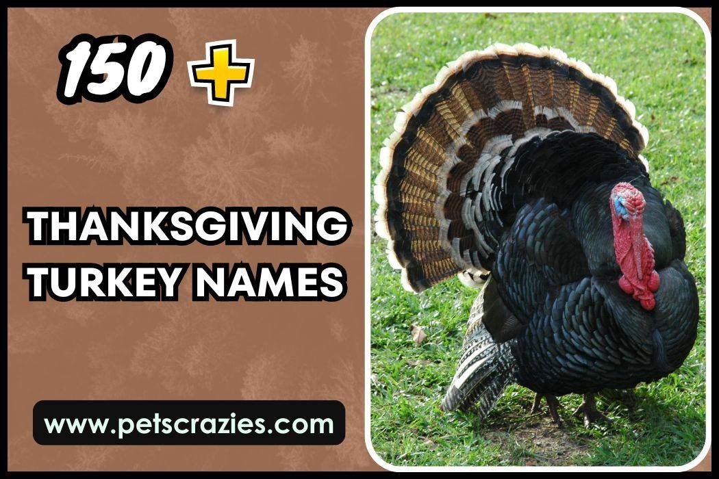 Thanksgiving Turkey Names