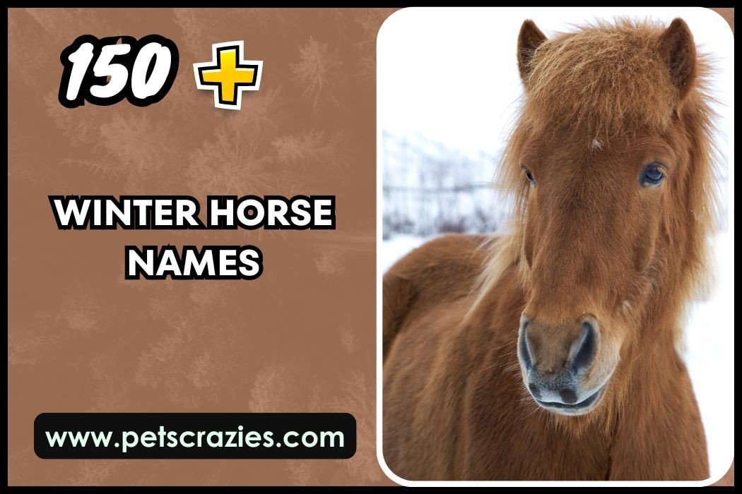 Winter Horse Names