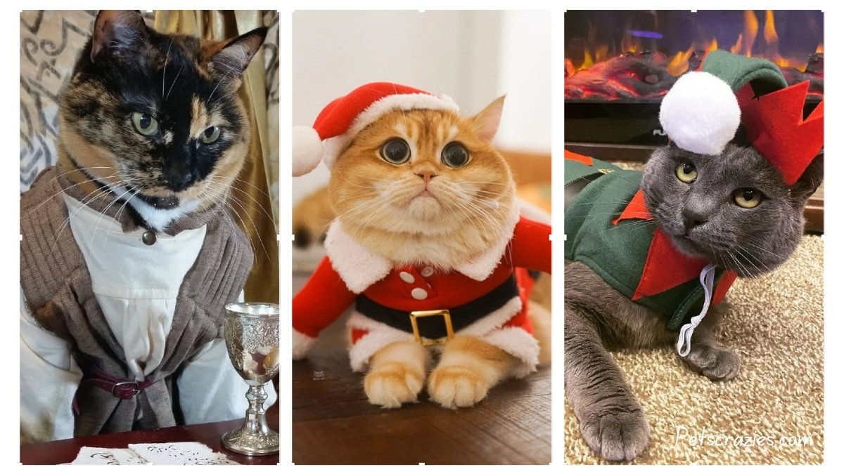 10 Adorable Thanksgiving Dog Outfits for a Festive Look! (2)