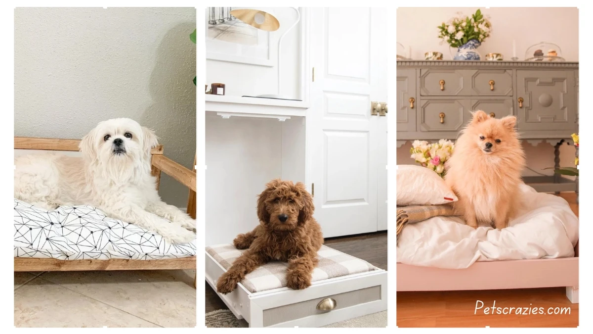 10 Cozy Dog Bed Ideas for Your Furry Friend’s Sweet Dreams! (1)