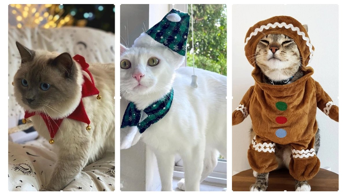 10 Festive Cat Christmas Costume Ideas to Make Spirits Bright!