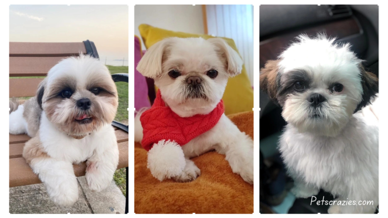Picture of 20 Adorable Shih Tzu Hairstyles That Will Steal Hearts!