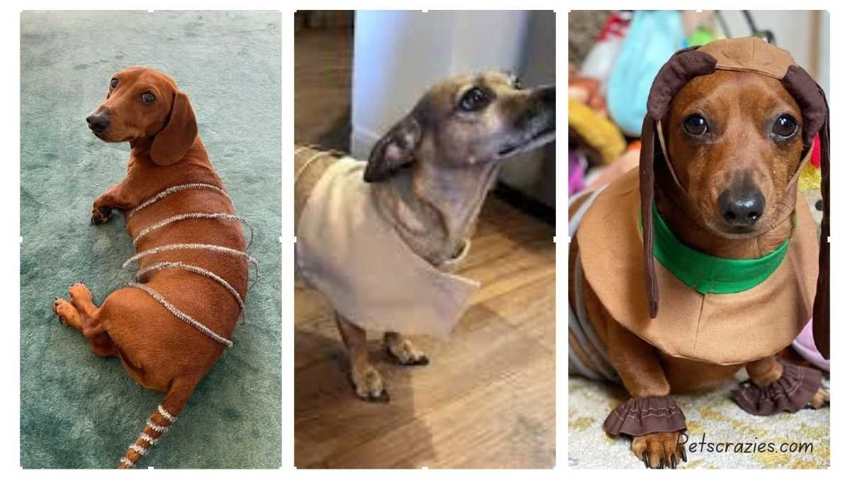 12 Slinky Dog Costume