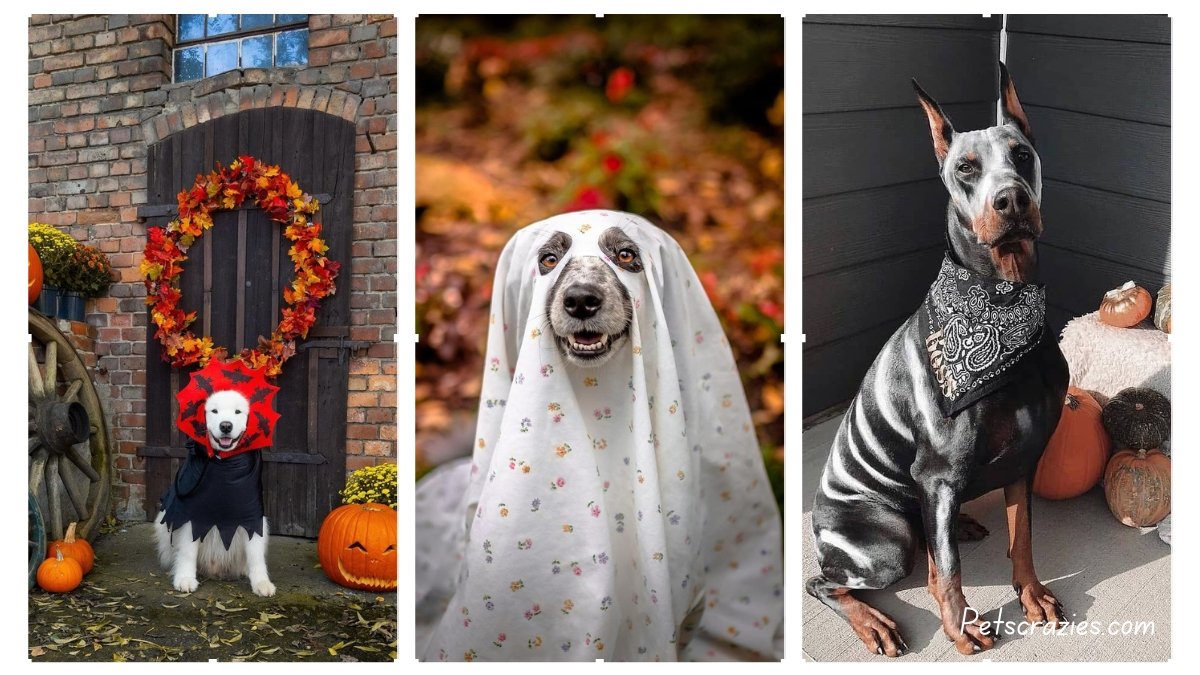 15 Dog Ghost Costume Ideas