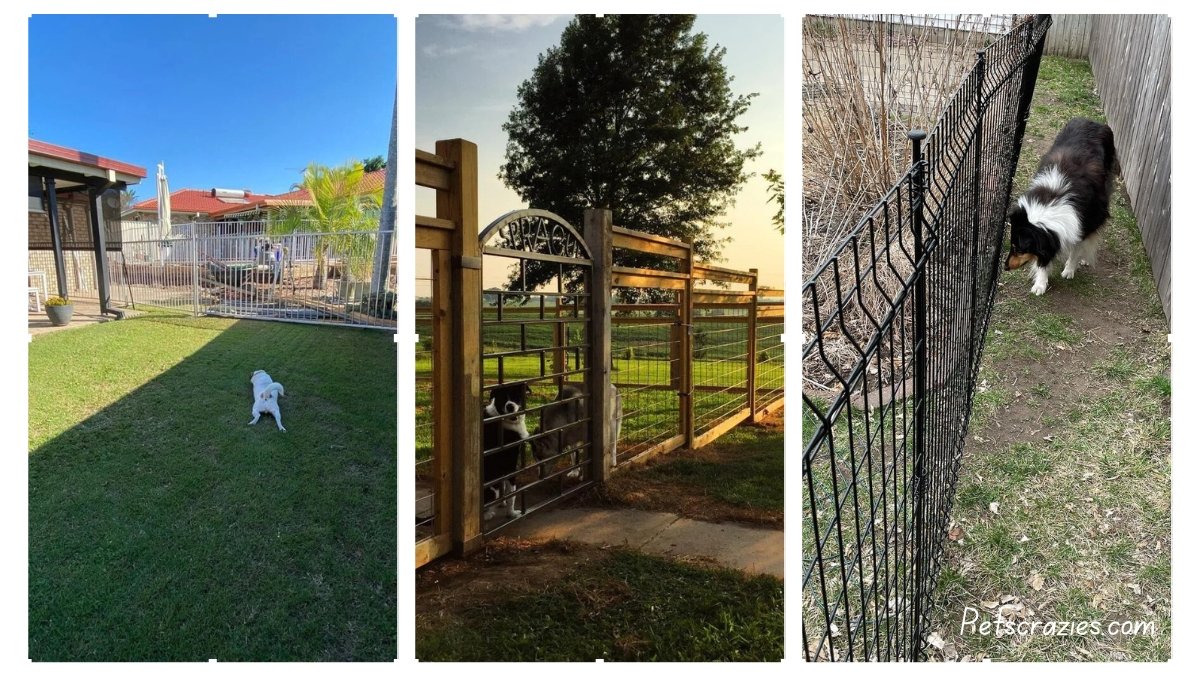 15 Temporary Dog Fence Ideas for Quick and Easy Setup 1 5 Temporary Dog Fence Ideas for Quick and Easy Setup