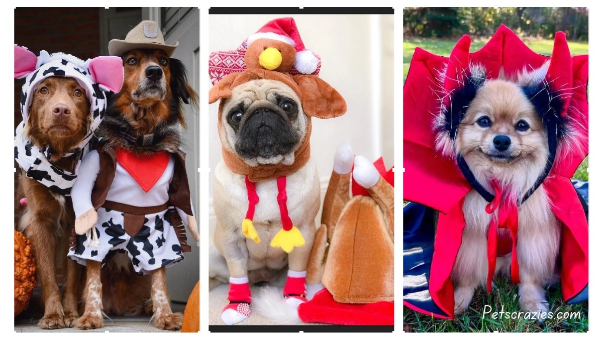 9 Adorable Turkey Dog Costume Ideas for Thanksgiving Fun
