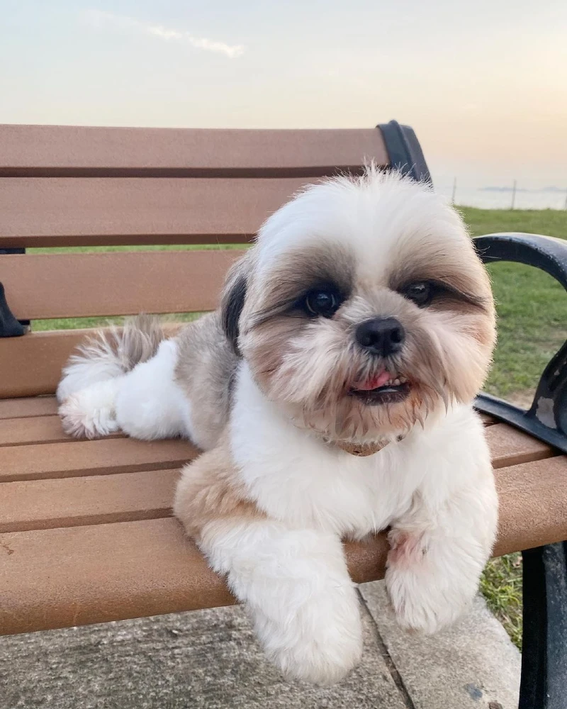 20 Adorable Shih Tzu Hairstyles That Will Steal Hearts 20 Adorable Shih Tzu Hairstyles That Will Steal Hearts