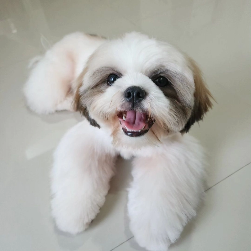 20 Adorable Shih Tzu Hairstyles That Will Steal Hearts 20 Adorable Shih Tzu Hairstyles That Will Steal Hearts