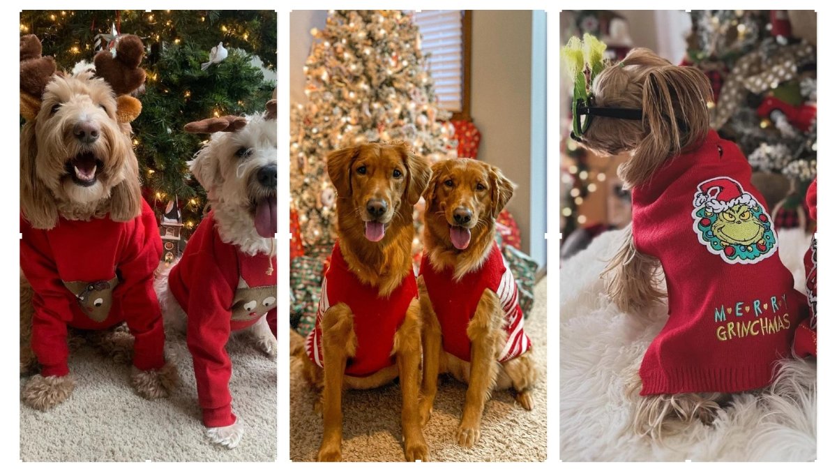 12 Adorable Dog Christmas Sweater Ideas