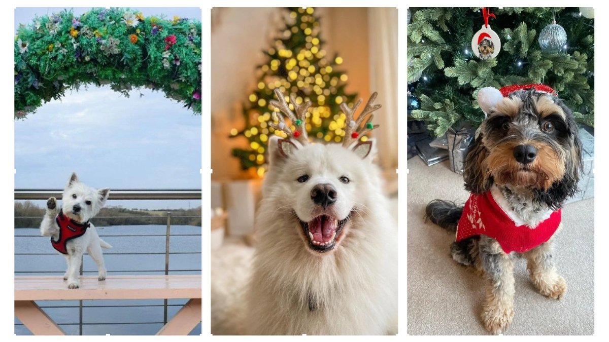 20 Creative Dog Christmas Decoration Ideas