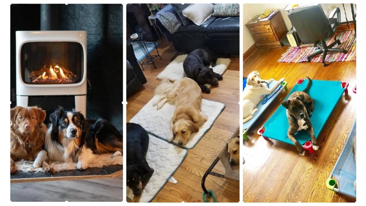 14 Comfort Dog Room Ideas for Multi-Dogs