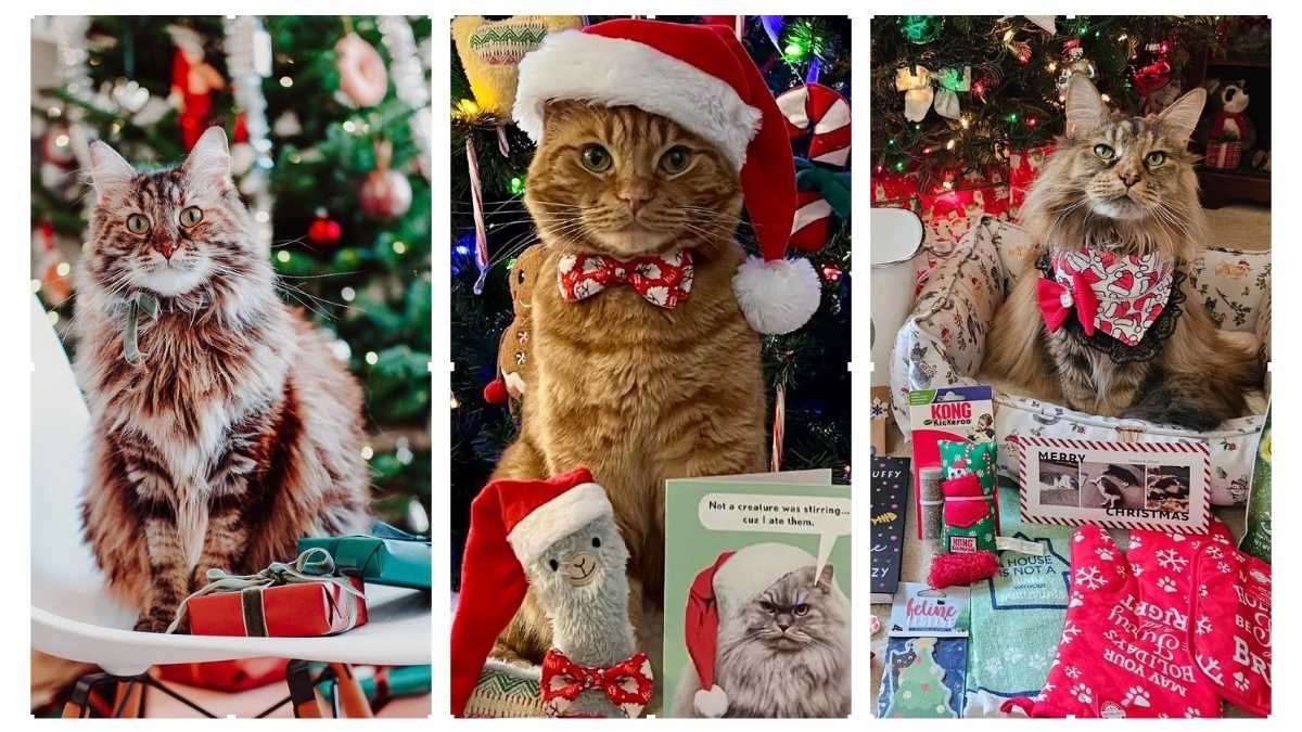 15 Cat Christmas Gift Ideas