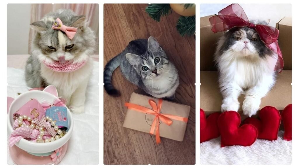 20 Cat Gift Ideas to Make Your Furry Friend Happy