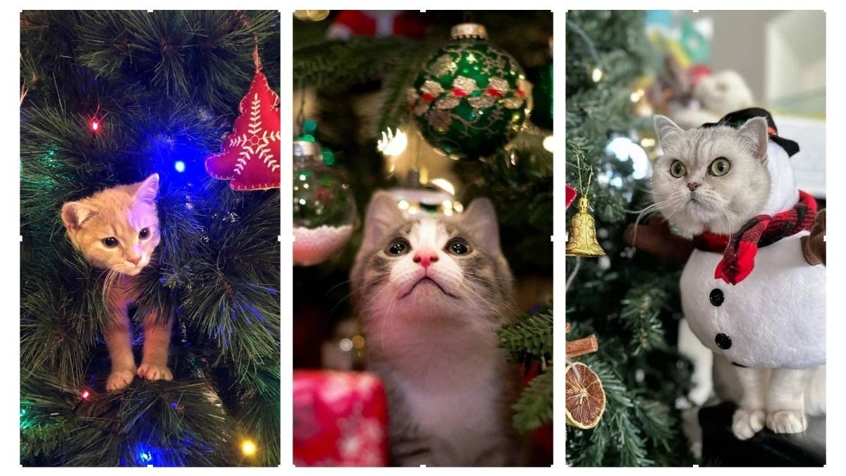 15 Cat Proof Christmas Tree Ideas for a Pet-Friendly Holiday