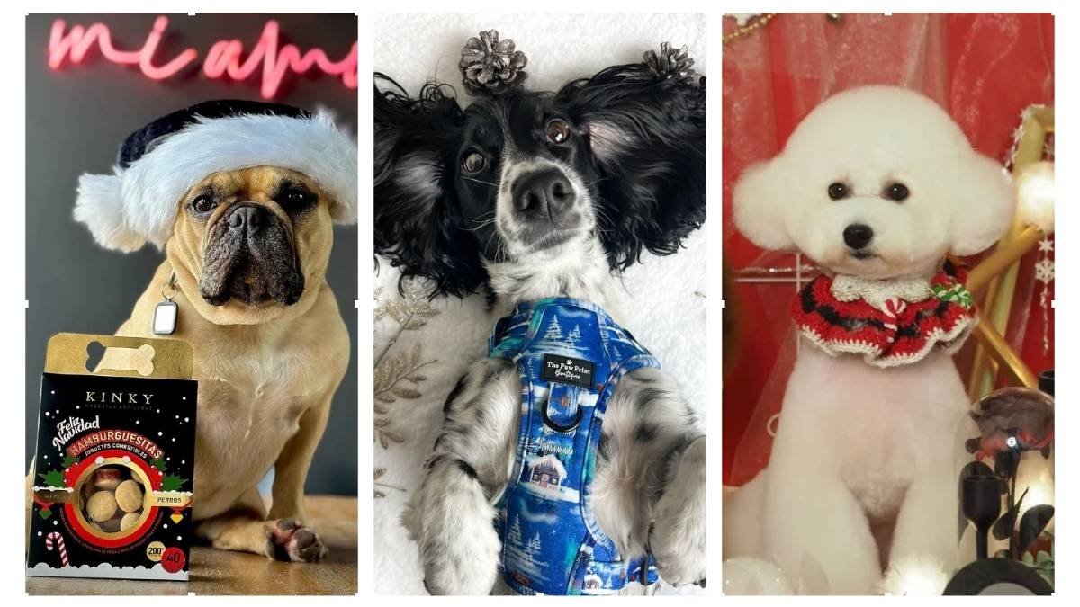 15 Christmas Gift Ideas for Dogs