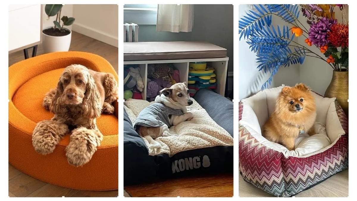 15 Dog Bed Ideas for Small Spaces that are Compact and Cozy