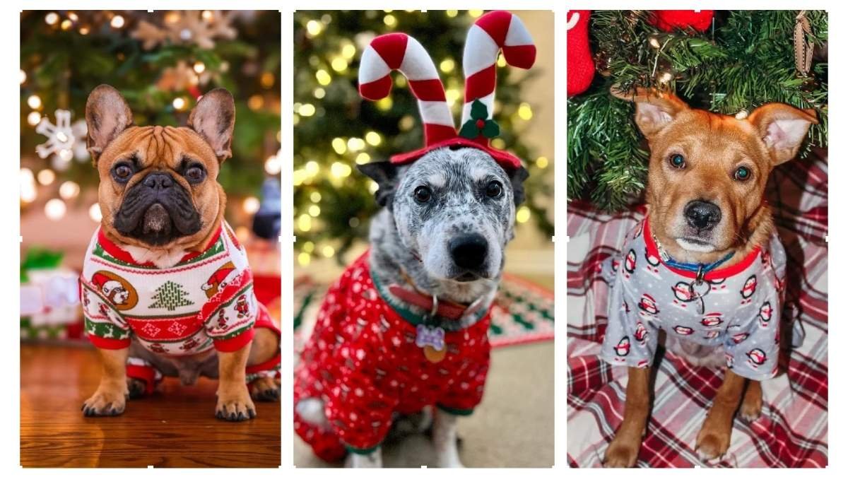 15 Dog Christmas Pajamas