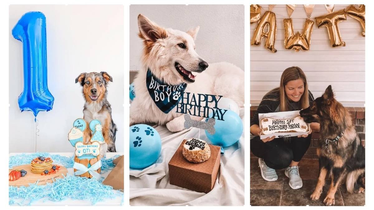 15 Dog First Birthday Ideas for a Furry Festivity