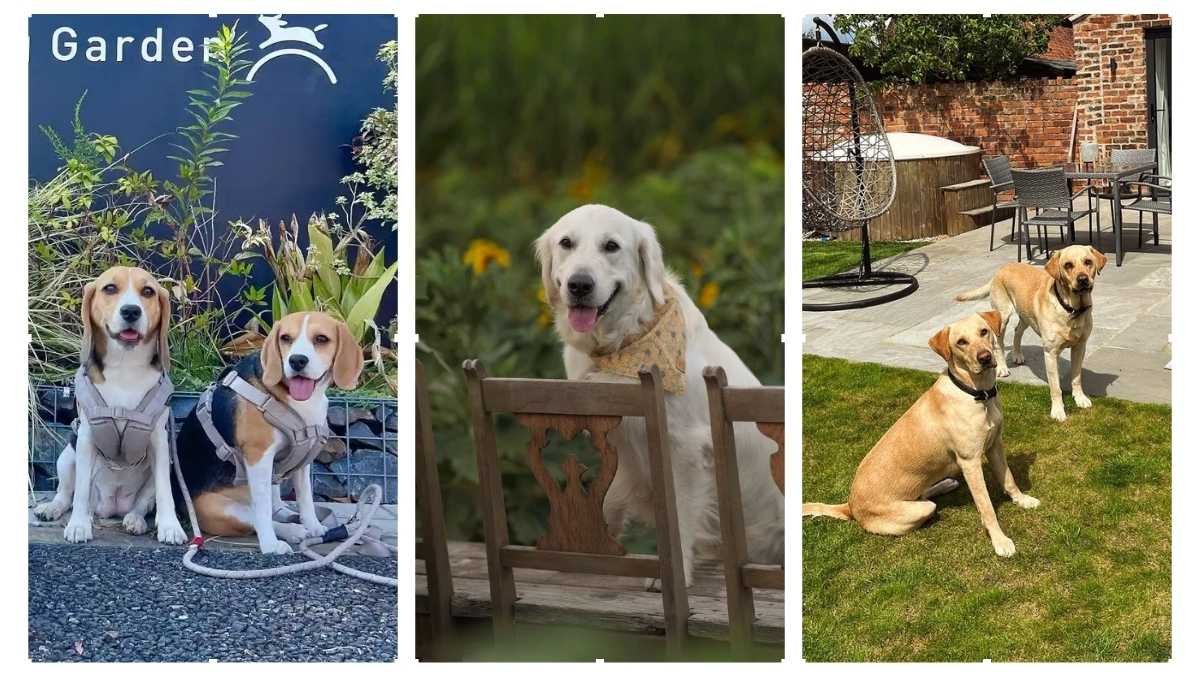 15 Dog Friendly Garden Ideas