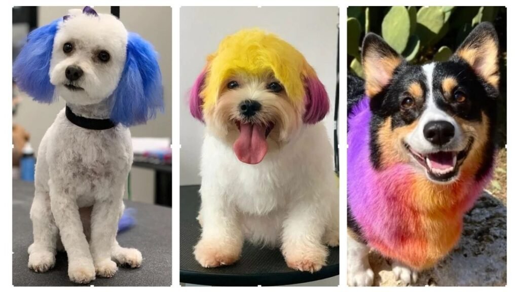 20 Dog Hair Dye Ideas Colorful Trends to Try