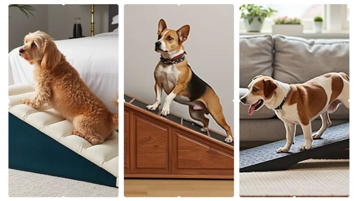 15 Dog Ramp Ideas for High Bed That Look Great in Any Room