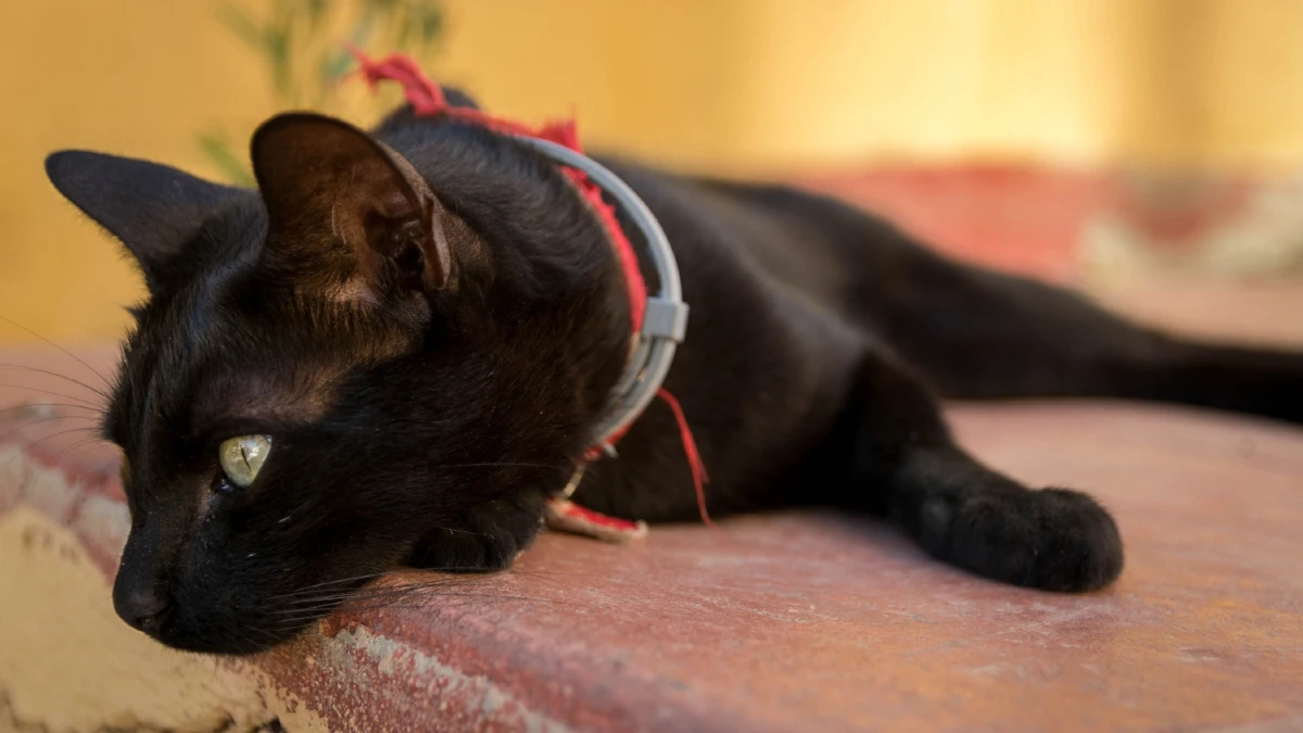 Beautiful shot of a black cat lying on the stone surface