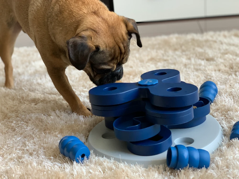 Your Dog Needs More Exercise Than You Have Time For - Here's the Fix 8 DIY Brain Games