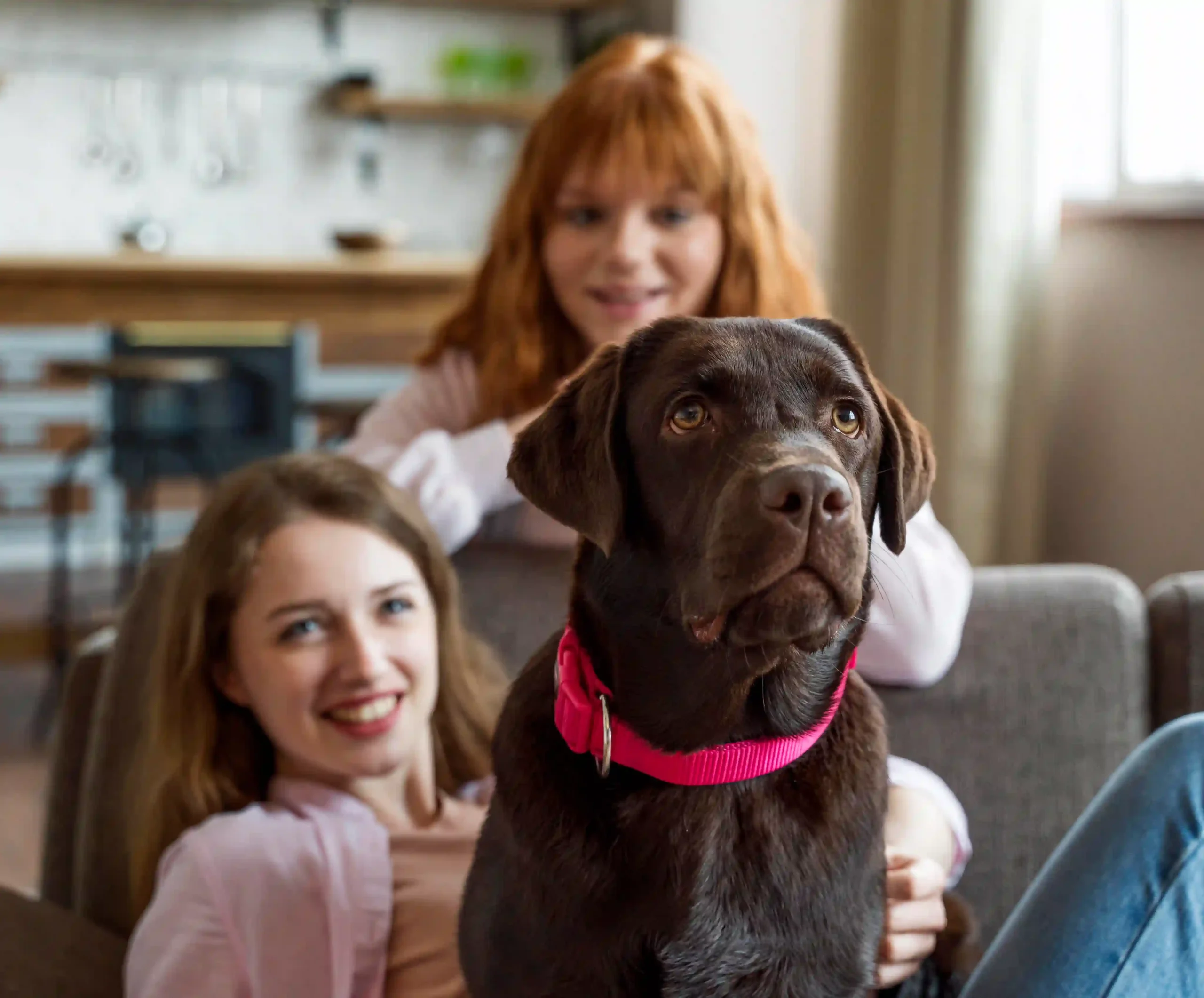 Dog becomes less social during family time