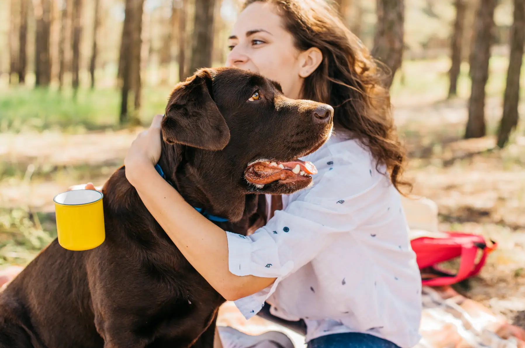 Dog panting  when not hot
