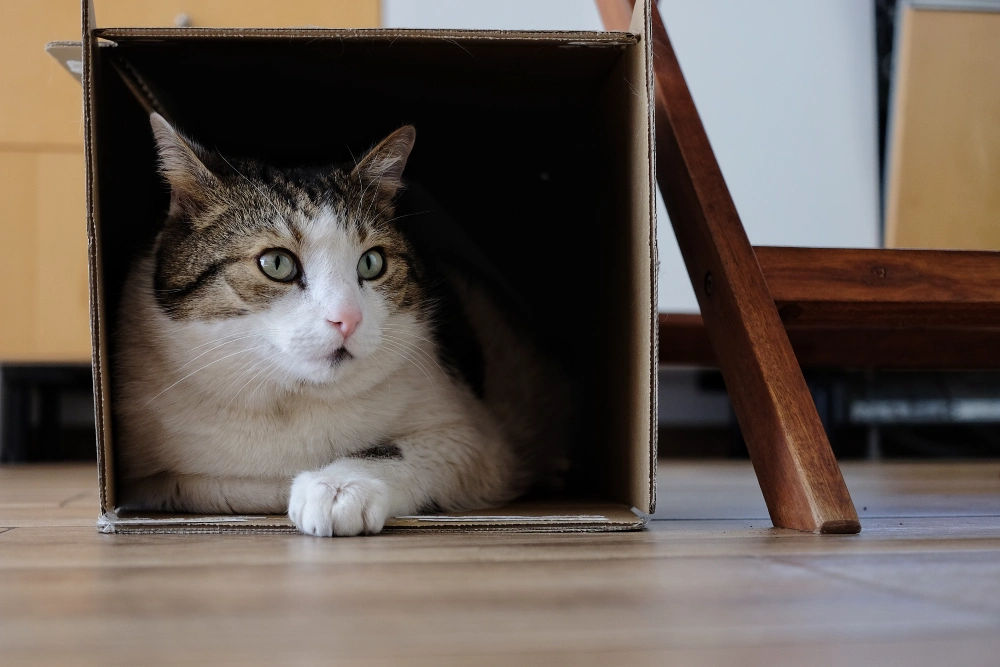 How to Fix It: Your Action Plan