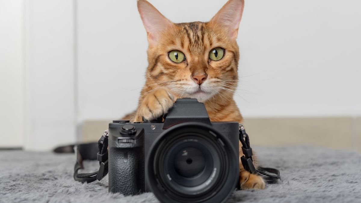 I Put a Camera on My Cat and Felt Terrible About What I Saw 1 I Put a Camera on My Cat and Felt Terrible About What I Saw 3