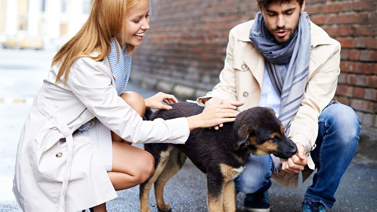 I Spent 3000 on My Dogs Emergency Heres What I Wish Id Known 1