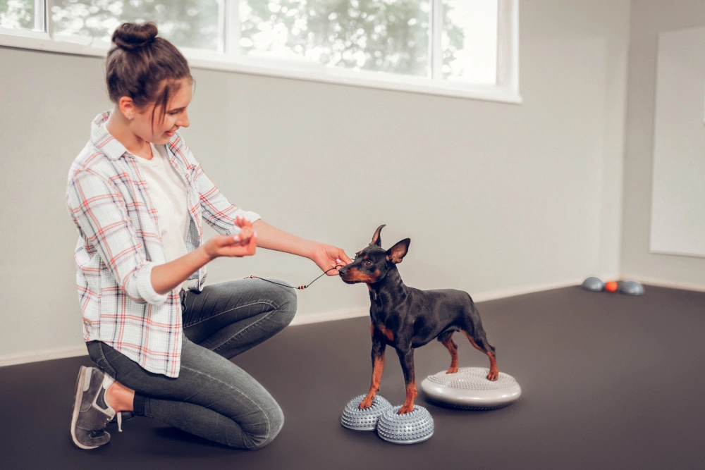 Your Dog Needs More Exercise Than You Have Time For - Here's the Fix 10 Smart Home Pet Technology