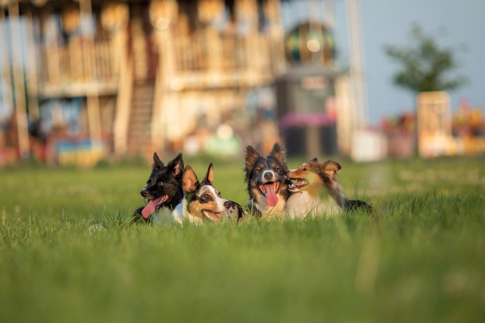 Your Dog Needs More Exercise Than You Have Time For - Here's the Fix 12 Social Exercise Sessions