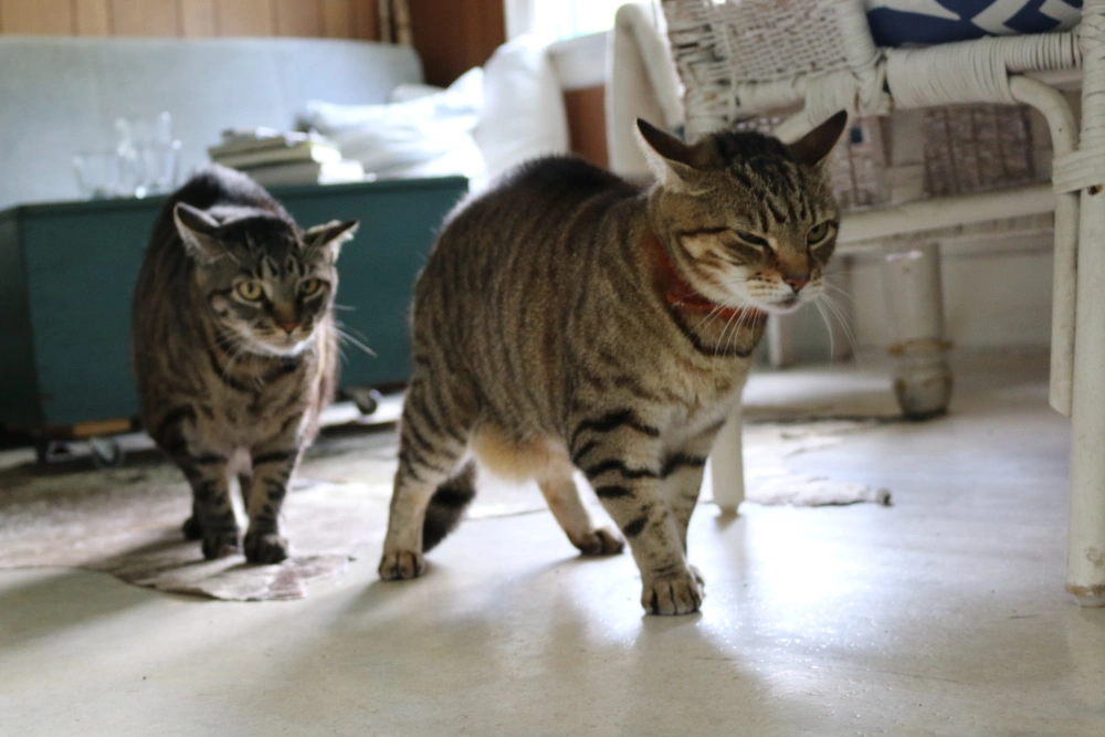 Stress and Anxiety: The Hidden Culprit