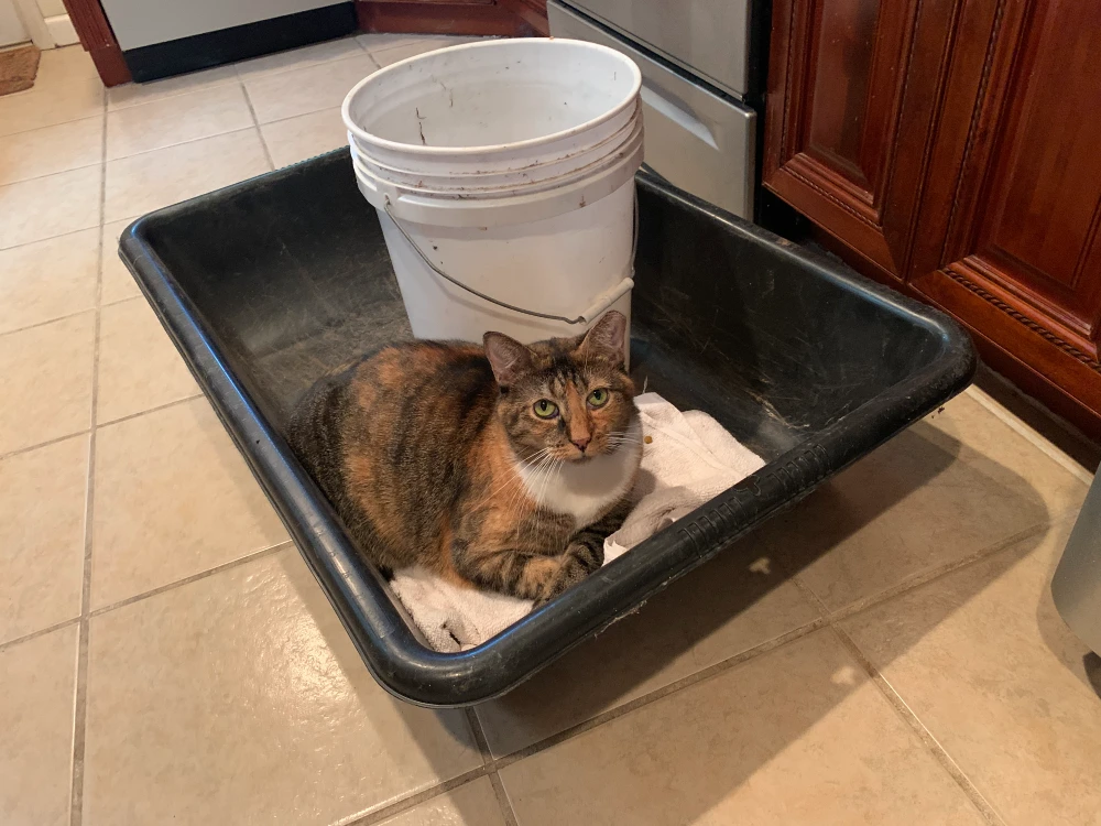 The Dirty Truth: Your Litter Box Might Be Disgusting